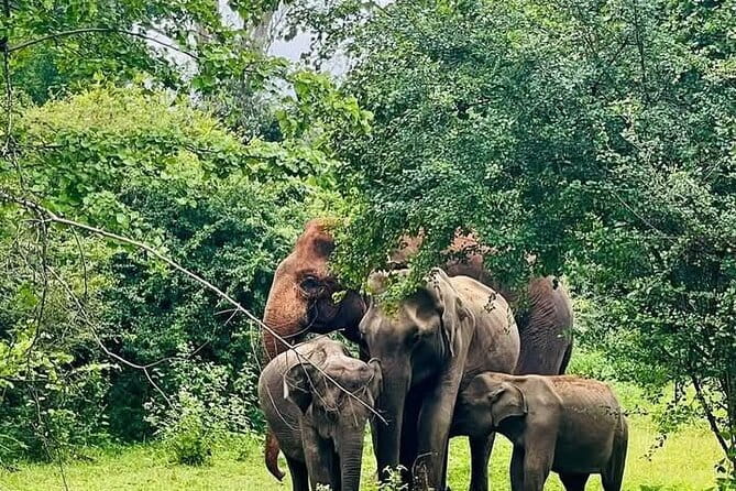 Mirissa, Weligama, Ahangama Transfer to Ella and Udawalawa Safari - How This Safari-Transfer Works Between Galle and Ella