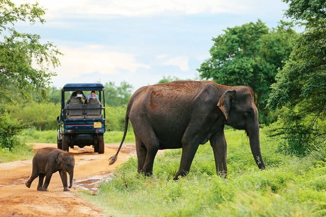 Mirissa, Weligama, Ahangama Transfer to Ella and Udawalawa Safari - Who This Safari-Transfer Fits Best