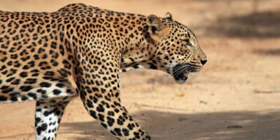 Mirissa/Weligama/Galle/Tangalle: Drop to Ella & Yala Safari - Pickup, transit, and why the timing can feel long
