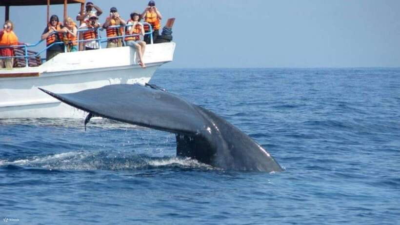 Mirissa: Whale & dolphin Watching Boat Tour with Breakfast - Upper Deck Views, Fresh Fruit, and Staying Hydrated