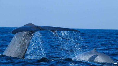 Mirissa: Whale & dolphin Watching Boat Tour with Breakfast - Spotting Whales and Dolphins: What You’re Actually Doing Out There