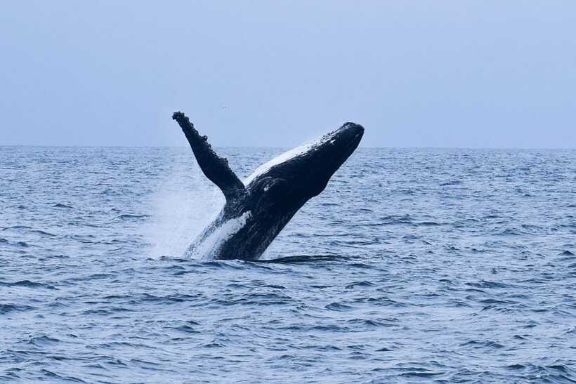 Mirissa: Whale & dolphin Watching Boat Tour with Breakfast - Pickup Around Mirissa: How to Coordinate Without Stress