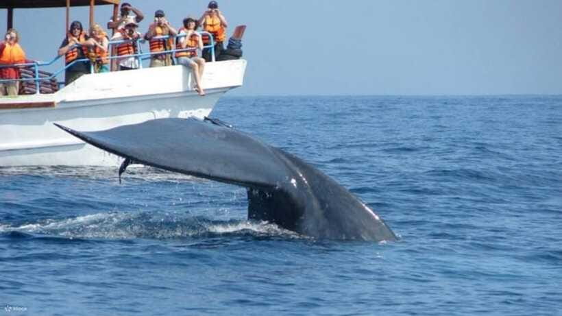 Mirissa: Whale & dolphin Watching Boat Tour with Breakfast - Should You Book This Mirissa Whale & Dolphin Tour With Breakfast?