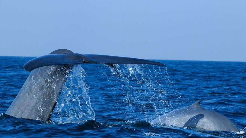 Mirissa: Whale & dolphin Watching Boat Tour with Breakfast - Spotting Whales and Dolphins: What You’re Actually Doing Out There