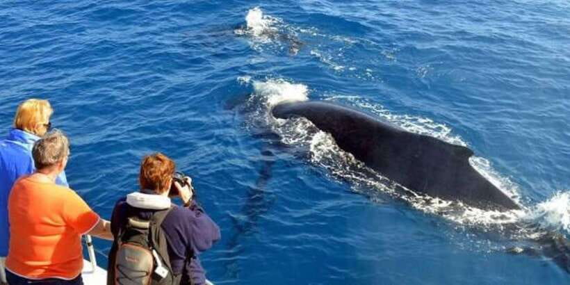 Mirissa: Whale & Dolphin Watching Cruise with Breakfast - Breakfast-to-boat timing in Mirissa (and why it matters)