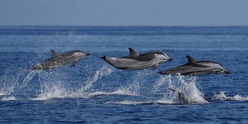Mirissa: Whale & Dolphin Watching Cruise with Breakfast - The 6:00 pickup to 11:00 return: your morning, step by step