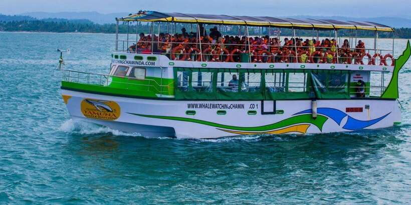 Mirissa: Whale & Dolphin Watching Cruise with Breakfast - On the boat: viewing comfort and how to spot animals better