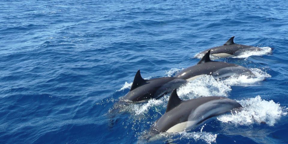 Mirissa: Whale & Dolphin Watching Cruise with Breakfast - Should you book the Mirissa whale and dolphin breakfast cruise?