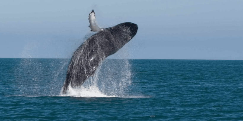 Mirissa: Whale & Dolphin Watching Cruise with Breakfast - What you can realistically spot: whales, dolphins, and turtles