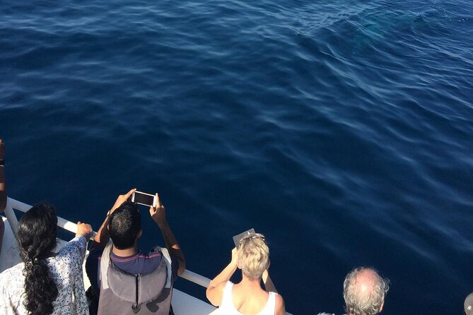 Mirissa Whale & Dolphin Watching Cruise with Geeth’s Crew - Why Mirissa Whale Watching Works (When You Go Early)