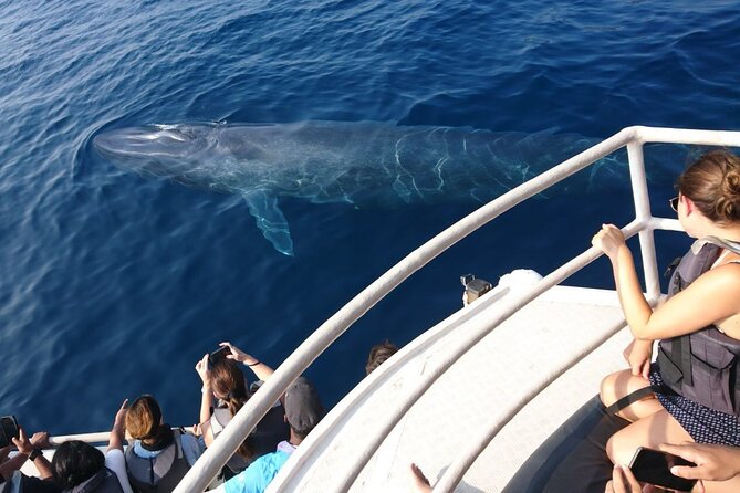 Mirissa Whale & Dolphin Watching Cruise with Geeth’s Crew - The Wildlife Game Plan: Dolphins Are the Likely Win
