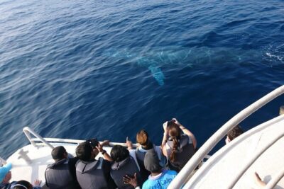 Mirissa Whale & Dolphin Watching Cruise with Geeth’s Crew - Getting to the Boat: Pickup, Harbour Start, and Group Size