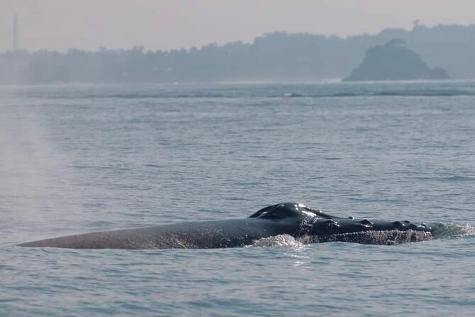 Mirissa Whale & Dolphin Watching Cruise with Geeth’s Crew - What Geeth’s Crew Adds: Finding Them and Keeping It Smooth