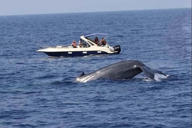 Mirissa Whale & Dolphin Watching Cruise with Geeth’s Crew - The Boat Comfort Kit: Less Stress, More Sitting Still
