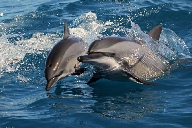 Mirissa Whale & Dolphin Watching Cruise with Geeth’s Crew - How the 4-Hour Experience Likely Flows on the Water