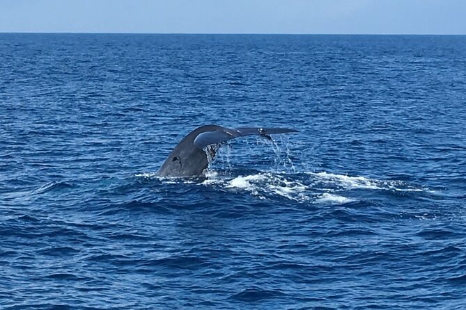Mirissa Whale & Dolphin Watching Cruise with Geeth’s Crew - Price and Value: What $29.45 Covers and What It Means for You