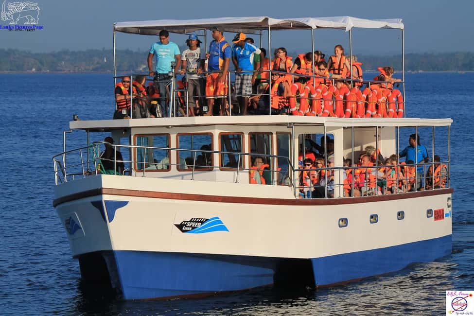 Mirissa: Whale & Dolphin Watching Trip with Private Transfer - Key things to know before you go