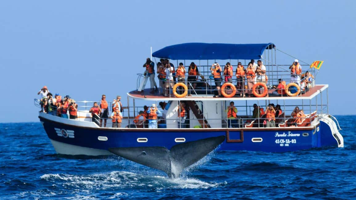 Mirissa: Whale & Dolphin Watching Trip with Private Transfer - Morning Start: 4:15–6:00 Pickup and the 7:00 Departure Rhythm