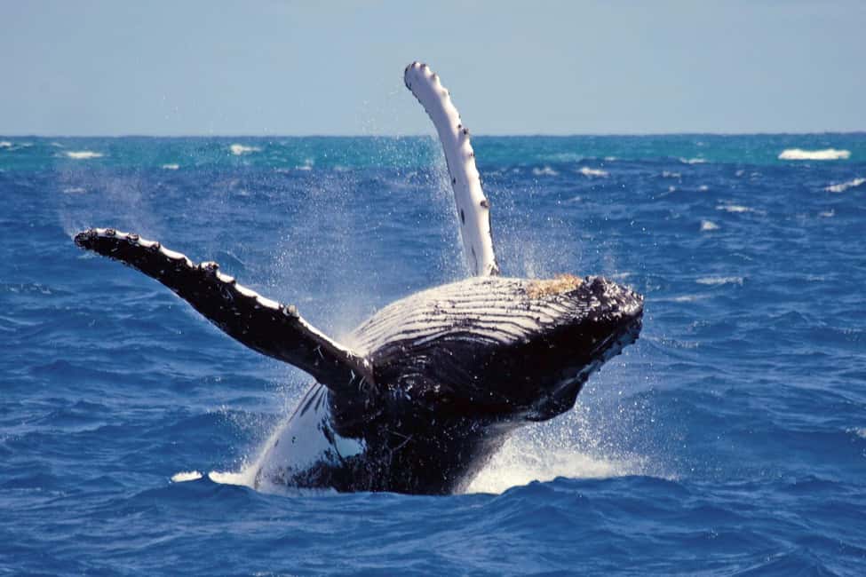 Mirissa: Whale & Dolphin Watching Trip with Private Transfer - On the Water from Mirissa Fisheries Harbour: Shared Boat, Light Breakfast, and Wildlife Scanning