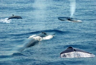 Mirissa: Whale & Dolphin Watching Trip with Private Transfer - Getting from Your Hotel to the Harbor: AC Comfort, Big Pickup Zones