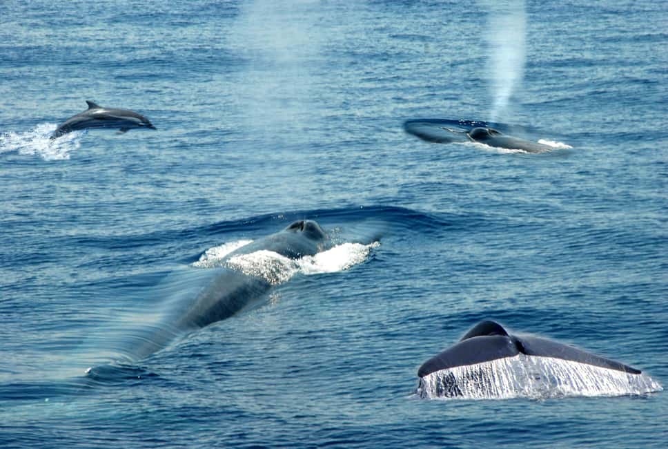 Mirissa: Whale & Dolphin Watching Trip with Private Transfer - Getting from Your Hotel to the Harbor: AC Comfort, Big Pickup Zones