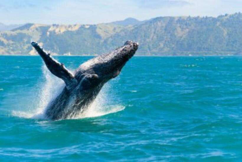Mirissa: Whale Watching Cruise - Mirissa to Kotapola Waters: Why This Area Works for Whales
