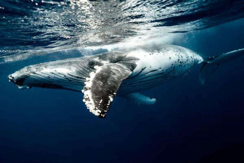 Mirissa: Whale Watching Cruise - The Boat Experience: Scanning for Blue Whales and Dolphins