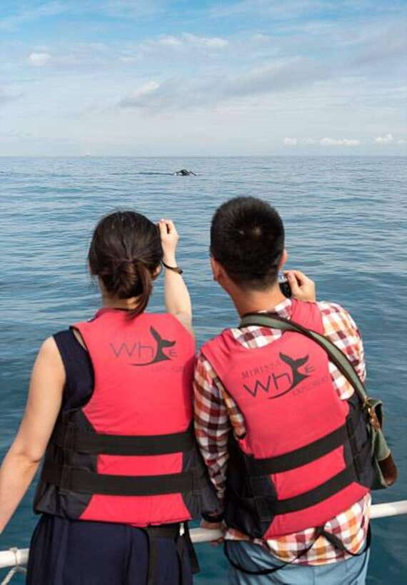 Mirissa: Whale Watching Cruise - The Snorkeling Chance: Fun Add-On, Not a Sure Thing