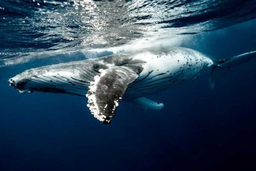 Mirissa: Whale Watching Cruise - Included vs. Not Included: Where Your $70 Really Goes