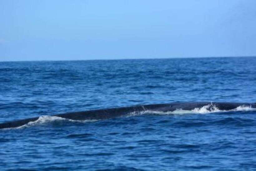 Mirissa: Whale Watching Cruise - Should You Book This Mirissa Whale Watching Cruise?