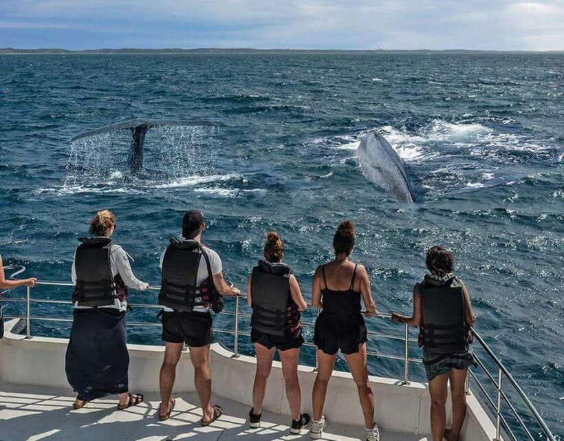 Mirissa: Whale Watching Cruise - What You’ll Actually Do During the 6 Hours