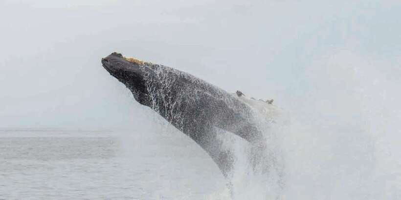 Mirissa: Whale Watching Tour - Mirissa Whale Watching With a Naturalist: The Real Point of This Trip