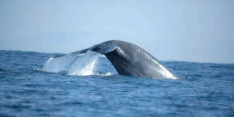 Mirissa: Whale Watching Tour - The Whale Viewing Stop: About 1 Hour, Slowdowns, and Distance Rules