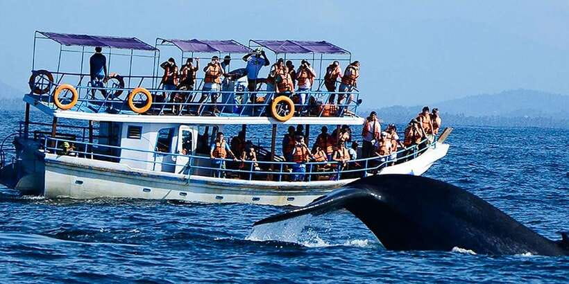 Mirissa: Whale Watching Tour - Should You Book This Mirissa Whale Watching Tour?