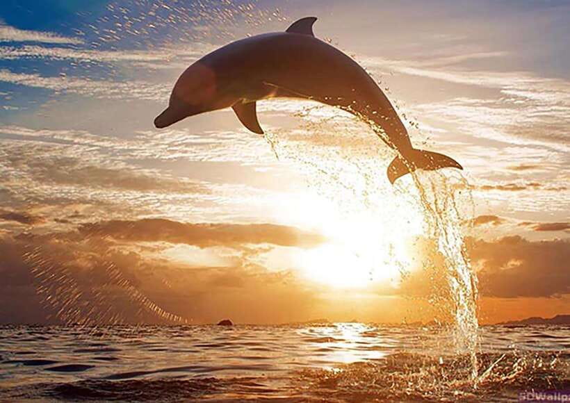 Mirissa Whale Watching, Tour A Once-in-a-Lifetime Experience - Where Mirissa fits in Sri Lanka’s whale-watching game
