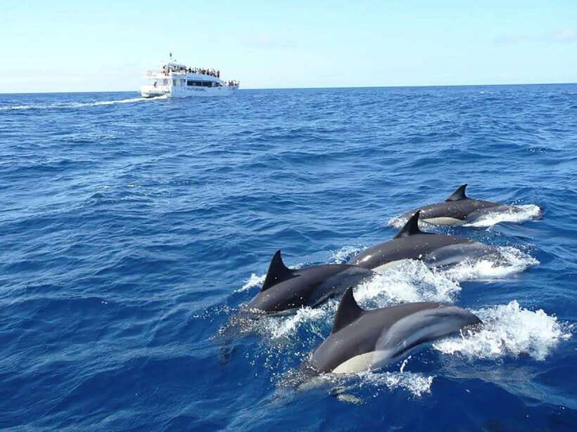 Mirissa Whale Watching, Tour A Once-in-a-Lifetime Experience - What you’re looking for: blue whales, sperm whales, and dolphins