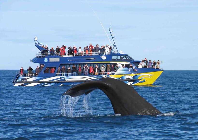 Mirissa Whale Watching, Tour A Once-in-a-Lifetime Experience - Price and value: is $64 fair for 3.5 hours?