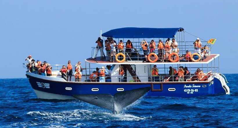 Mirissa Whale Watching, Tour A Once-in-a-Lifetime Experience - Who this whale watching trip suits best