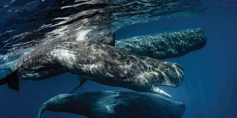 Mirissa: Whale Watching Tour - The 2-Hour Boat Ride: Time on the Water and How the Search Feels