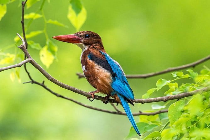 Muthurajawela Bird Watching Tour From Colombo & Negombo - Quick Takeaways for Muthurajawela Bird Watching