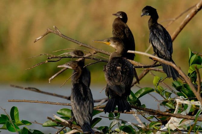 Muthurajawela Bird Watching Tour From Colombo & Negombo - Why Muthurajawela Makes Birding Feel Easy