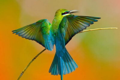 Muthurajawela Bird Watching Tour From Colombo & Negombo - The Private Boat + Expert Guide Setup