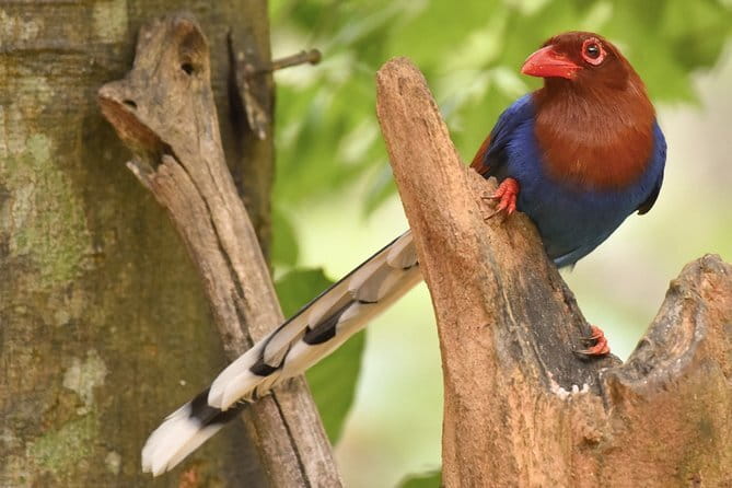 Muthurajawela Bird Watching Tour From Colombo & Negombo - Best Time to Go: Timing Matters More Than You Think