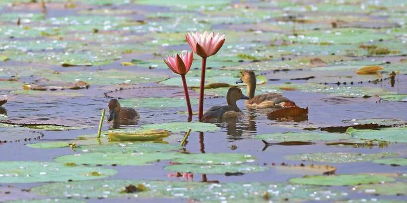 Muthurajawela Bird Watching Tour from Negombo and Colombo - From Negombo or Colombo, You Start With a Wetland Morning