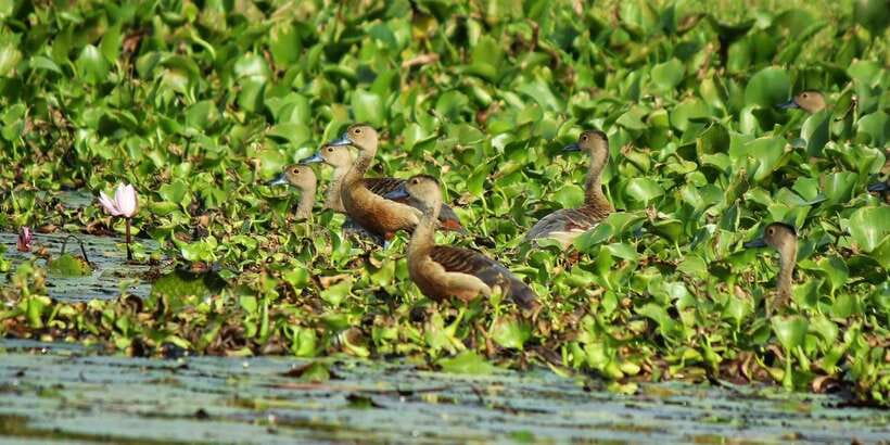 Muthurajawela Bird Watching Tour from Negombo and Colombo - The Visitor Center Briefing: Safety First, Then Bird-Scanning