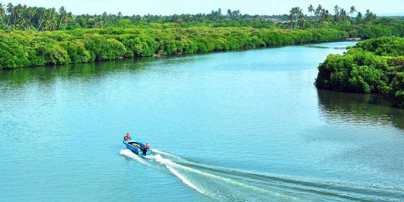 Muthurajawela Bird Watching Tour from Negombo and Colombo - What the Wetland’s Plant Mix Means for Your Birding Chances