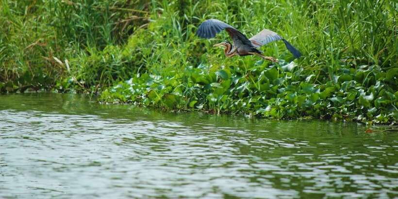 Muthurajawela Bird Watching Tour from Negombo and Colombo - The 2-Hour Boat Ride Through Muthurajawela Wetlands