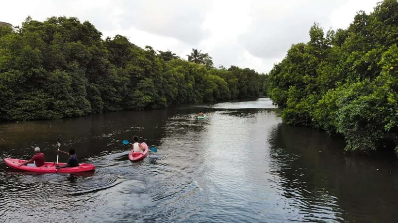Negombo: Guided Kayaking Tour in the Lagoon - Mangrove channels: where birds and small wildlife steal the show