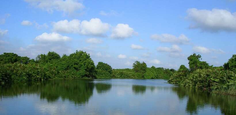 Negombo: Hamilton Canal to Colombo by Boat via Muthurajawela - Stop 2: Negombo Lagoon, mangroves, and bird spotting that actually makes sense