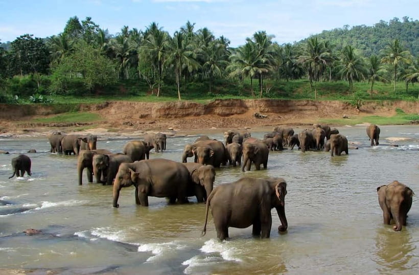 Negombo: Kandy and Pinnawala Elephant Orphanage Day Tour - Pinnawala Orphanage: Elephants, River Feeding, and a Guided Herbal Walk